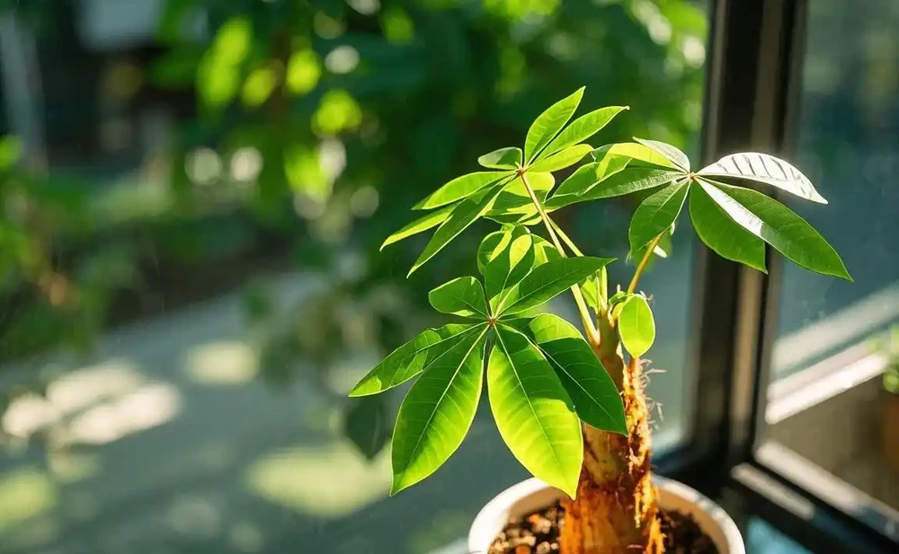 發財樹葉尖發黃乾枯怎麼解決?深度剖析與應對指南