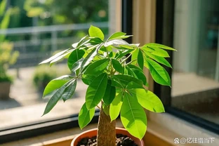 發財樹葉尖發黃乾枯怎麼解決？深度剖析與應對指南