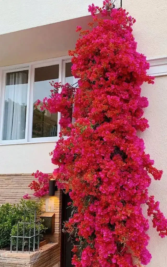 九重葛栽培全攻略：從種植到爆花的保姆級養花教程