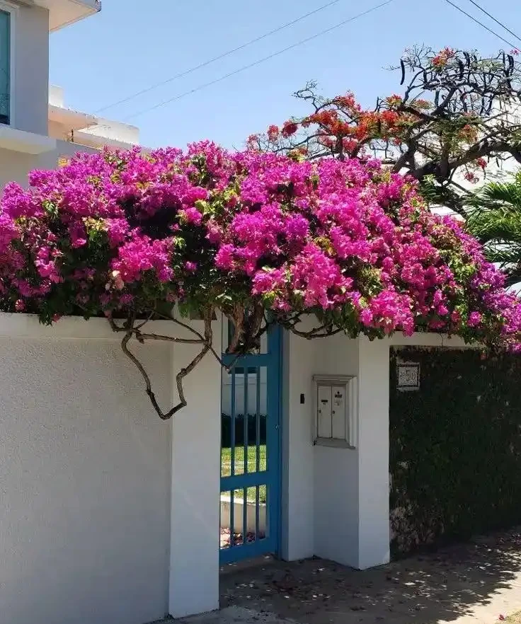 九重葛栽培全攻略：從種植到爆花的保姆級養花教程