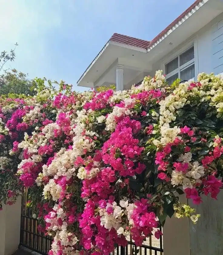 九重葛栽培全攻略：從種植到爆花的保姆級養花教程