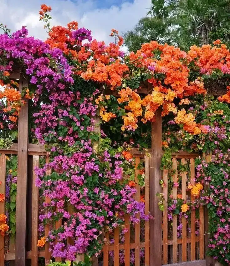 九重葛栽培全攻略：從種植到爆花的保姆級養花教程
