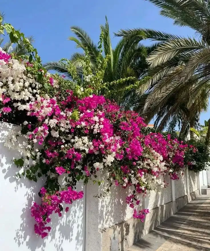 九重葛栽培全攻略：從種植到爆花的保姆級養花教程