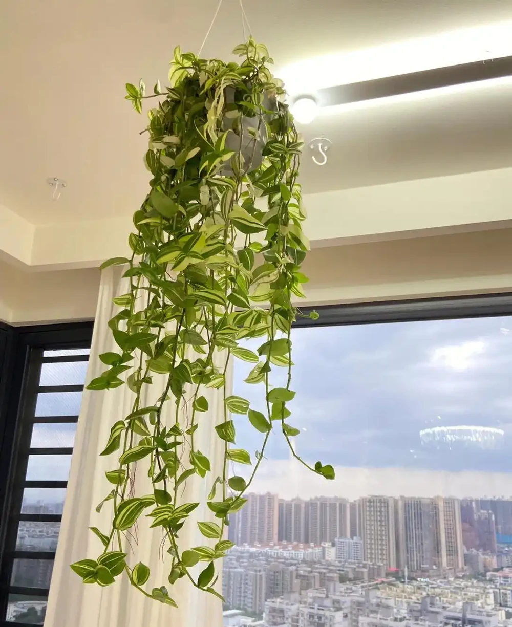 8種自帶空氣清淨機的家居綠植,空氣淨化小妙招
