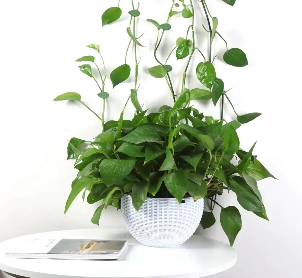8種自帶空氣清淨機的家居綠植,空氣淨化小妙招
