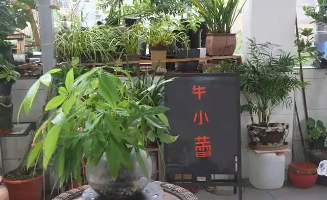 發財樹黃葉別慌！撒2把「救星肥」，10天葉片油亮到能照鏡子