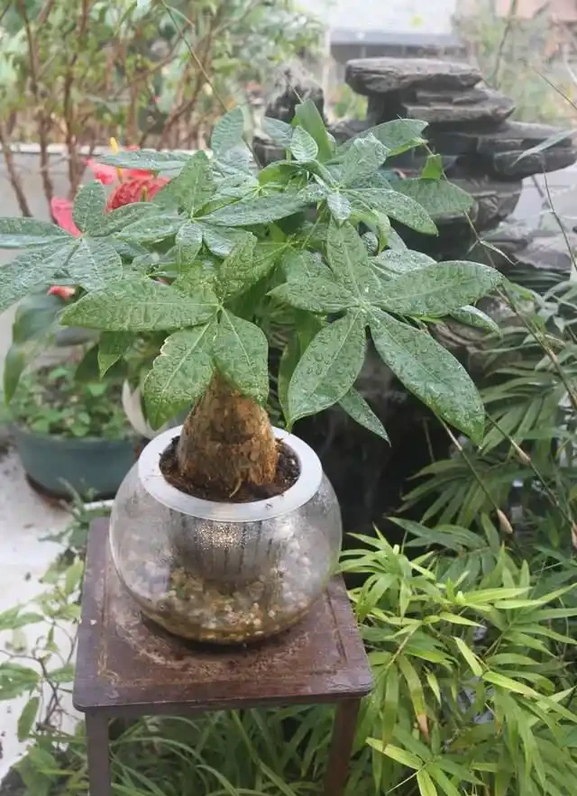 發財樹黃葉別慌！撒2把「救星肥」，10天葉片油亮到能照鏡子