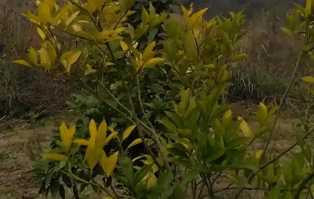 柑橘葉子發黃為哪般?老農教你三招破難題!