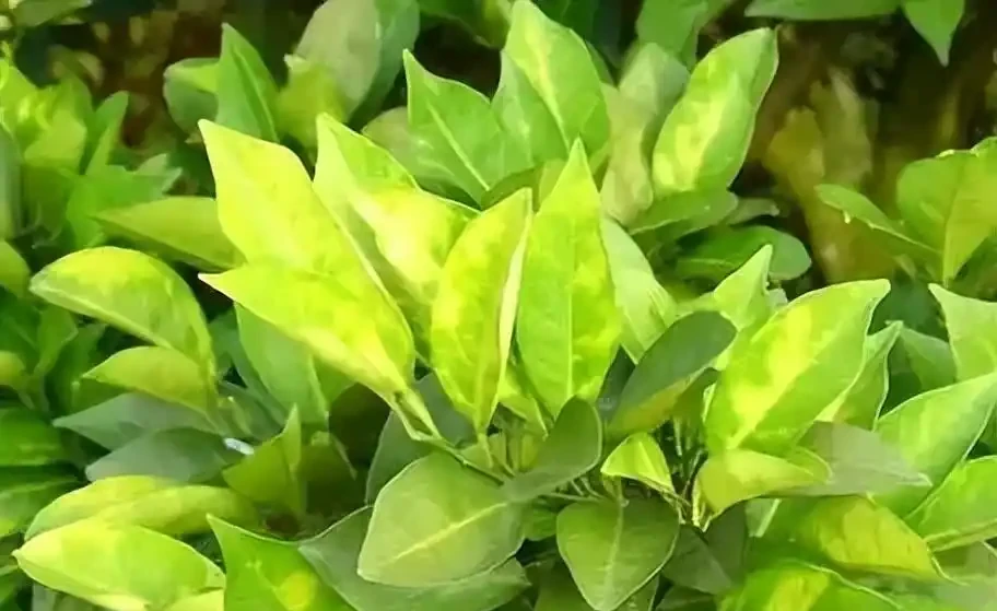 柑橘葉子發黃為哪般?老農教你三招破難題!