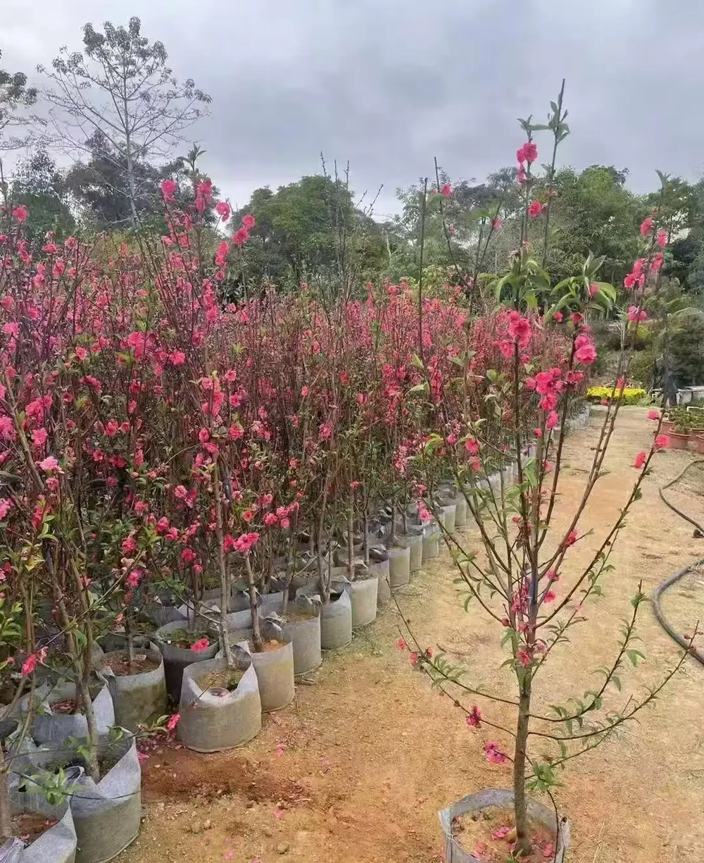 觀賞桃樹