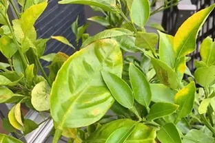柑橘葉子發黃為哪般？老農教你三招破難題！