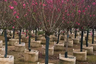 觀賞桃樹的品種和特點：碧桃、緋桃、紅花碧桃、絳桃、垂枝桃