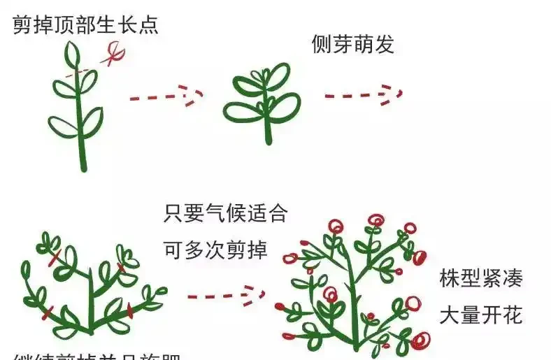花卉摘心大法:輕鬆打造滿盆美景