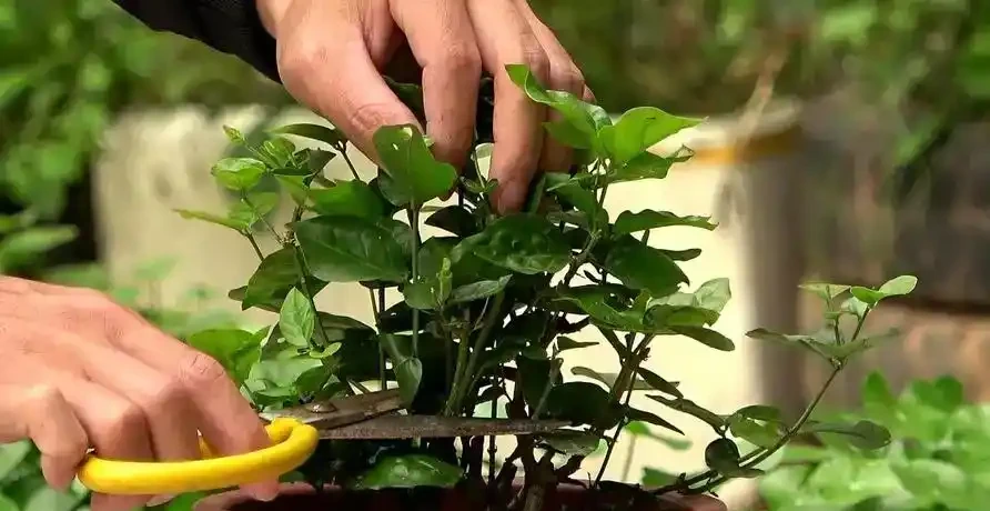 花卉摘心大法:輕鬆打造滿盆美景