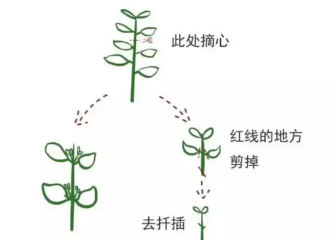 花卉摘心大法:輕鬆打造滿盆美景