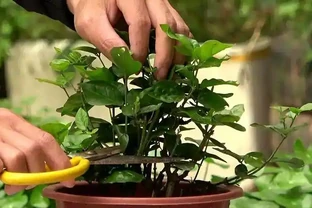 花卉摘心大法：輕鬆打造滿盆美景