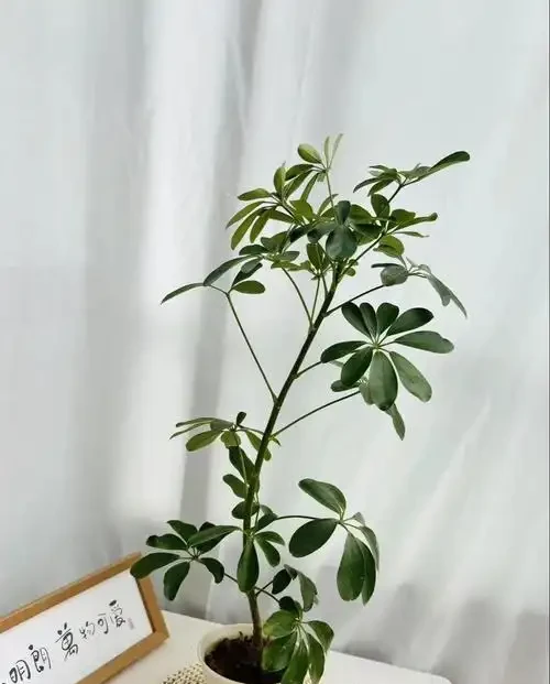 「旺宅的十大植物」家裡擺一盆,財運亨通、健康長壽!
