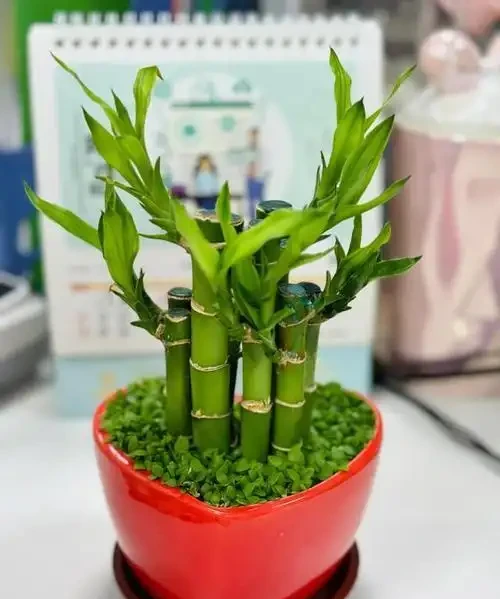 「旺宅的十大植物」家裡擺一盆,財運亨通、健康長壽!
