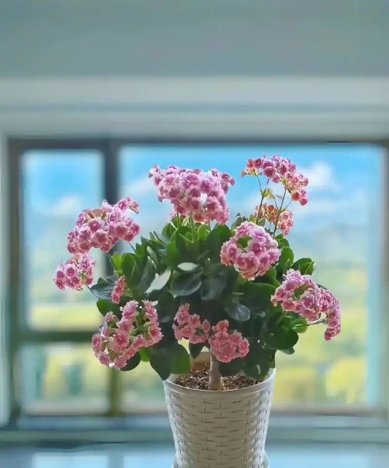 「旺宅的十大植物」家裡擺一盆,財運亨通、健康長壽!