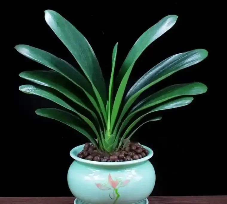 「旺宅的十大植物」家裡擺一盆,財運亨通、健康長壽!