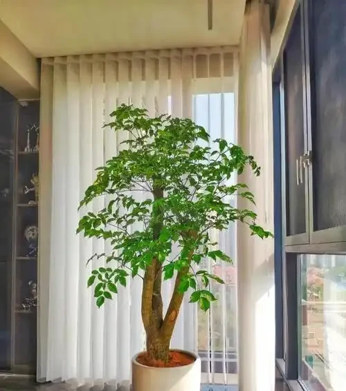 「旺宅的十大植物」家裡擺一盆,財運亨通、健康長壽!