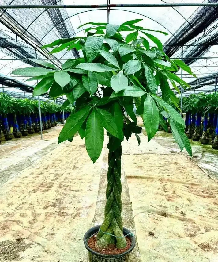 「旺宅的十大植物」家裡擺一盆,財運亨通、健康長壽!