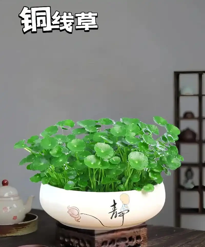 「旺宅的十大植物」家裡擺一盆,財運亨通、健康長壽!