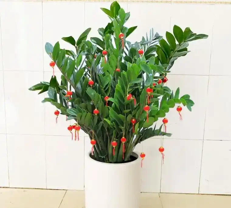 「旺宅的十大植物」家裡擺一盆,財運亨通、健康長壽!
