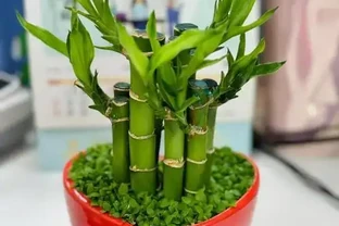 「旺宅的十大植物」家裡擺一盆，財運亨通、健康長壽！