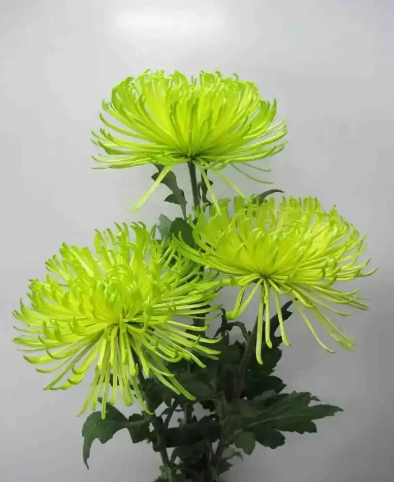 怎麼養好菊花?教你五點養護知識和竅門,枝葉翠綠,花多大