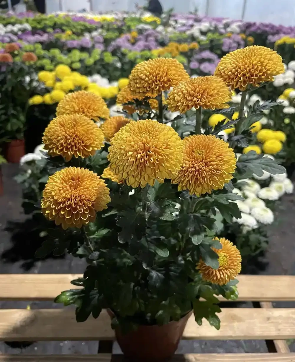 怎麼養好菊花?教你五點養護知識和竅門,枝葉翠綠,花多大