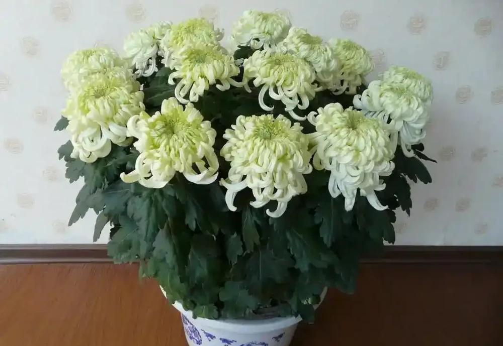 怎麼養好菊花?教你五點養護知識和竅門,枝葉翠綠,花多大