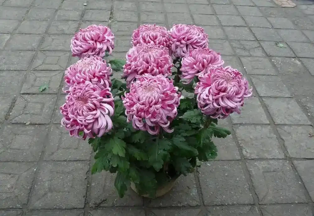 怎麼養好菊花?教你五點養護知識和竅門,枝葉翠綠,花多大