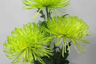 怎麼養好菊花？教你五點養護知識和竅門，枝葉翠綠，花多大
