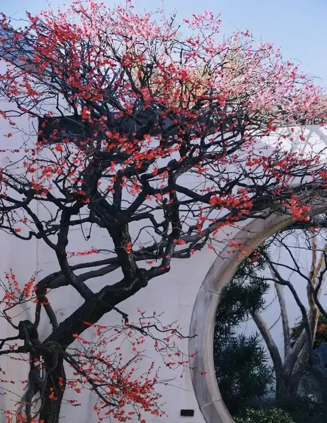 院子再小,也要種這10種花樹,春天一到,美到鄰居都羨慕!