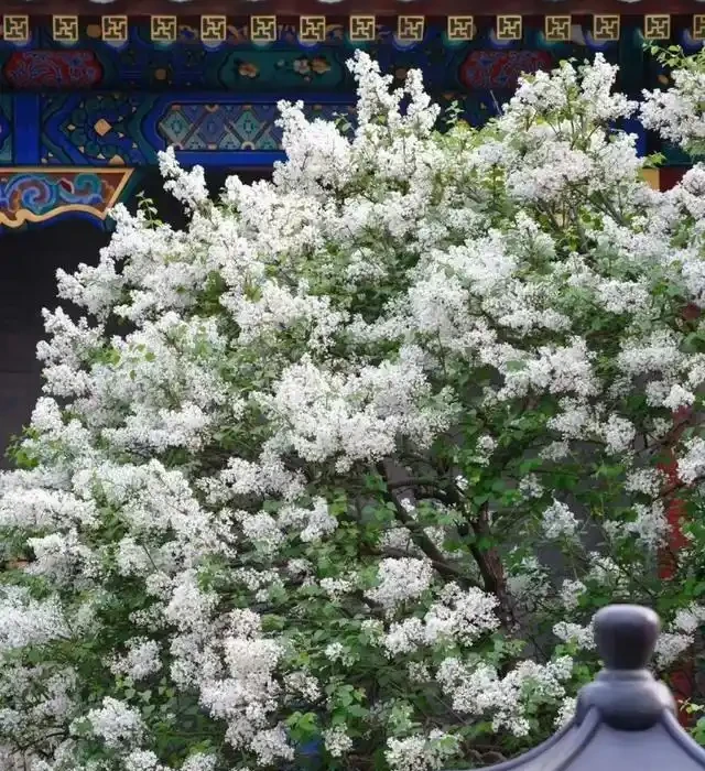 院子再小,也要種這10種花樹,春天一到,美到鄰居都羨慕!