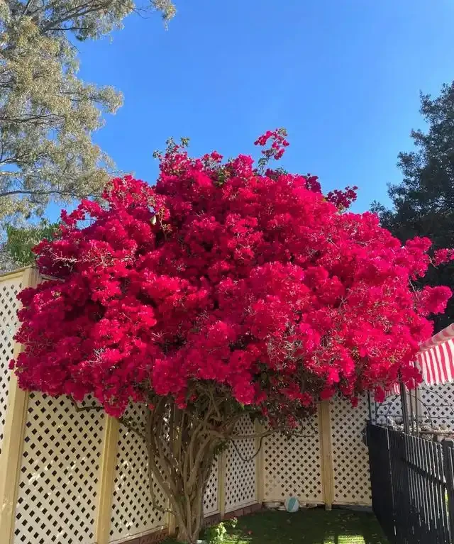 院子再小,也要種這10種花樹,春天一到,美到鄰居都羨慕!