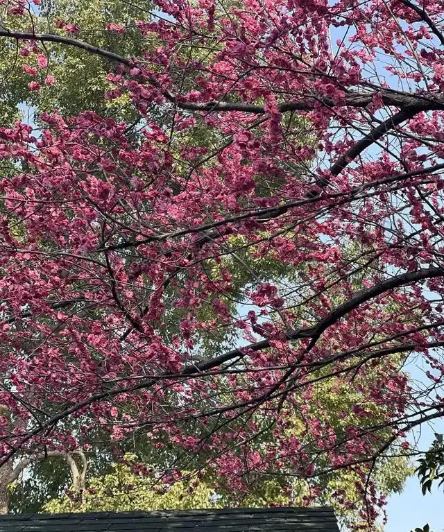 院子再小,也要種這10種花樹,春天一到,美到鄰居都羨慕!