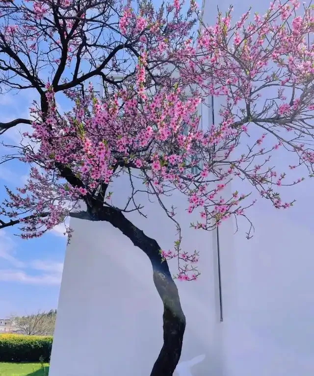院子再小,也要種這10種花樹,春天一到,美到鄰居都羨慕!