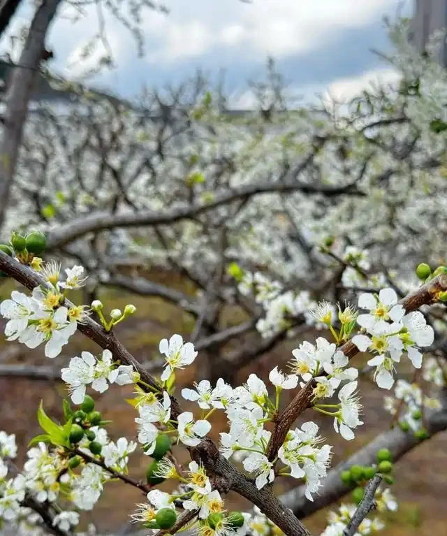 院子再小,也要種這10種花樹,春天一到,美到鄰居都羨慕!