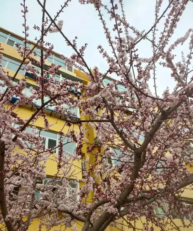 院子再小,也要種這10種花樹,春天一到,美到鄰居都羨慕!