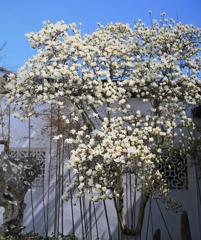 院子再小,也要種這10種花樹,春天一到,美到鄰居都羨慕!