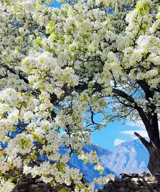 院子再小,也要種這10種花樹,春天一到,美到鄰居都羨慕!