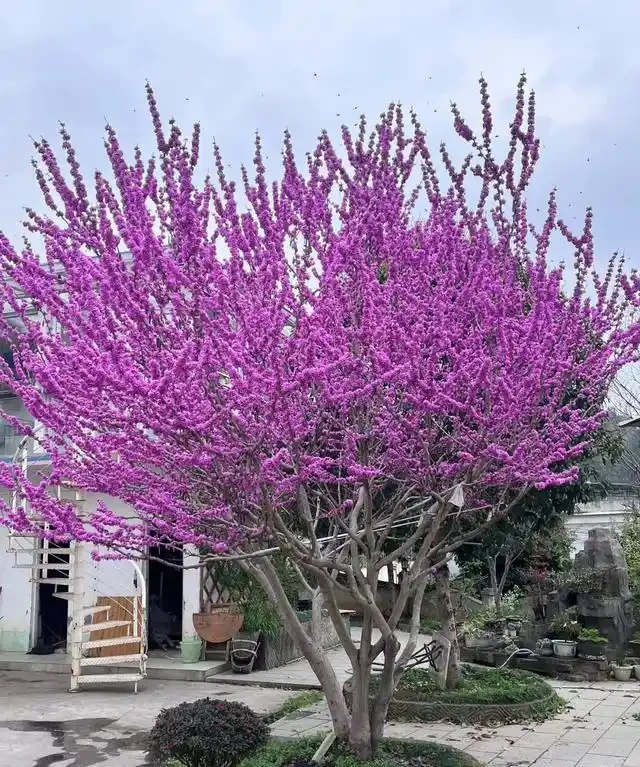 院子再小,也要種這10種花樹,春天一到,美到鄰居都羨慕!