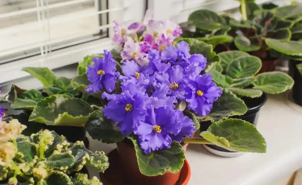 五種耐陰花卉,家裡沒光也能養,四季常綠不是夢!