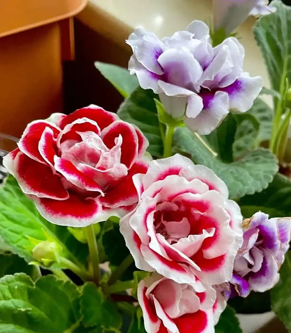 五種耐陰花卉,家裡沒光也能養,四季常綠不是夢!