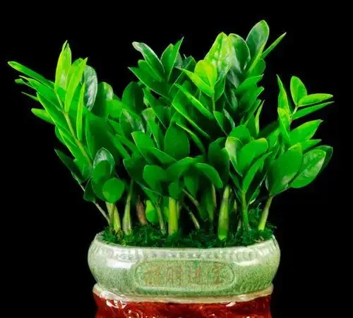 這8款綠植讓你的工位秒變「風水寶地」!打工人必看!