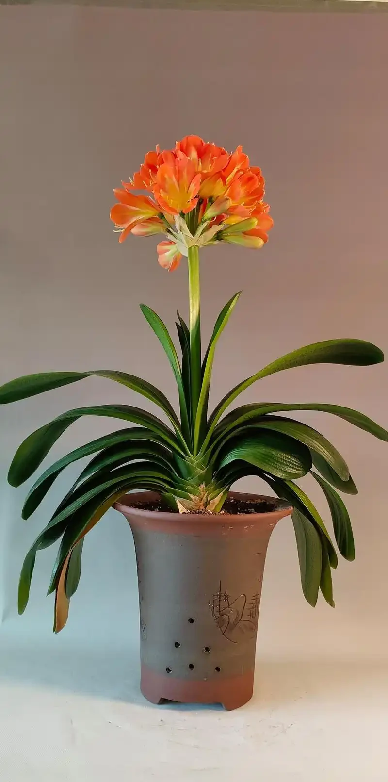 這8款綠植讓你的工位秒變「風水寶地」!打工人必看!