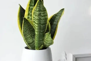 這8款綠植讓你的工位秒變「風水寶地」！打工人必看！