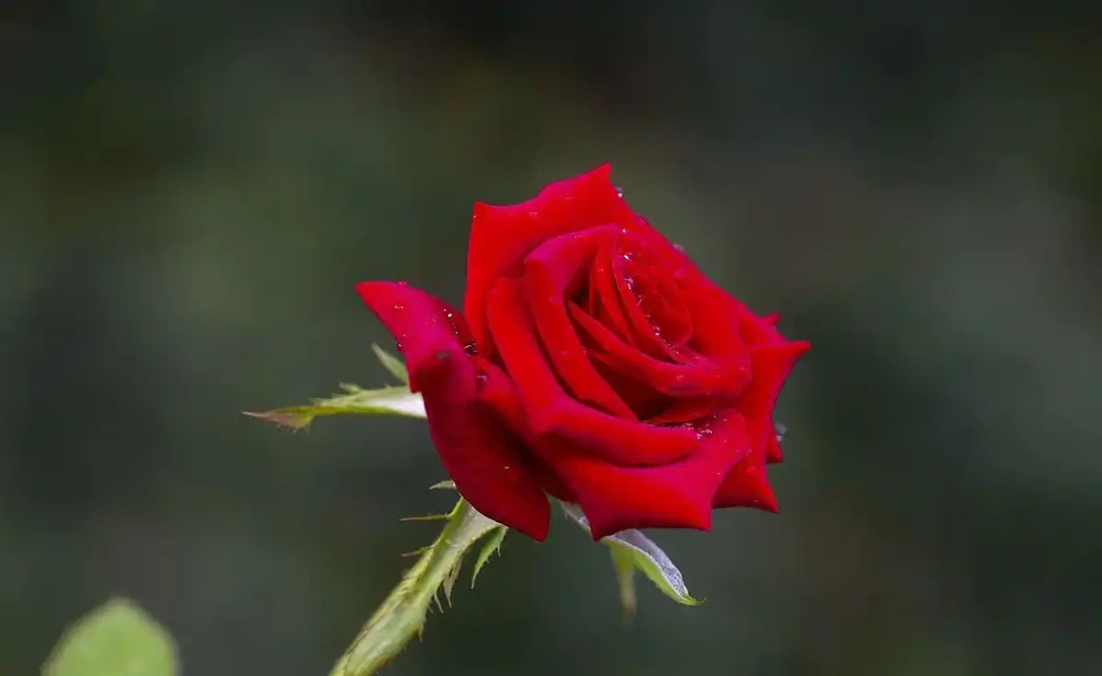 玫瑰開花期是多長時間？如何延長玫瑰花的開花期